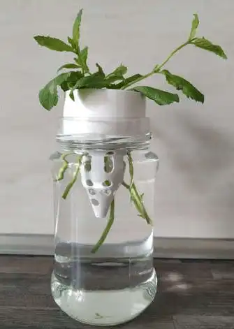 growing-plants-in-a-bottle